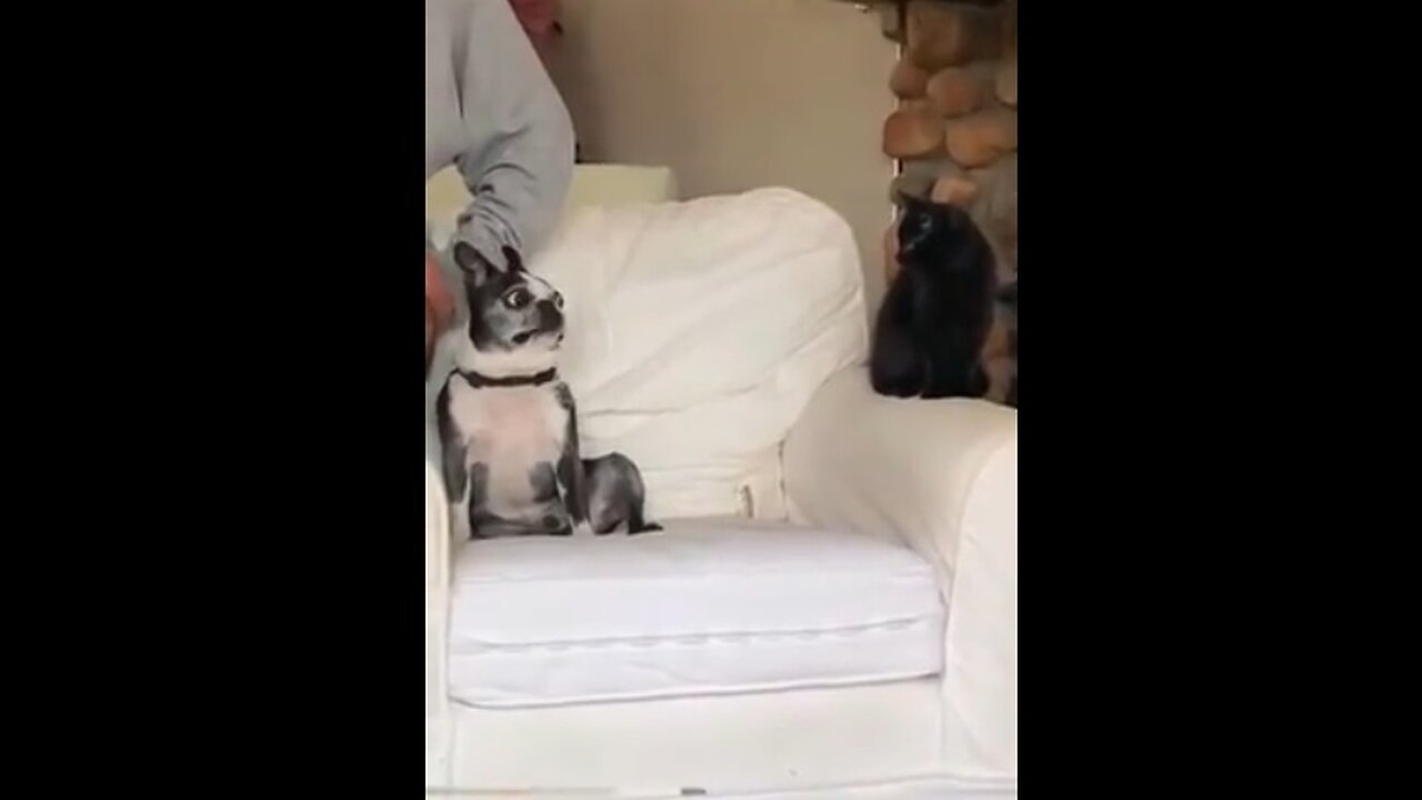 Dog vs Cat