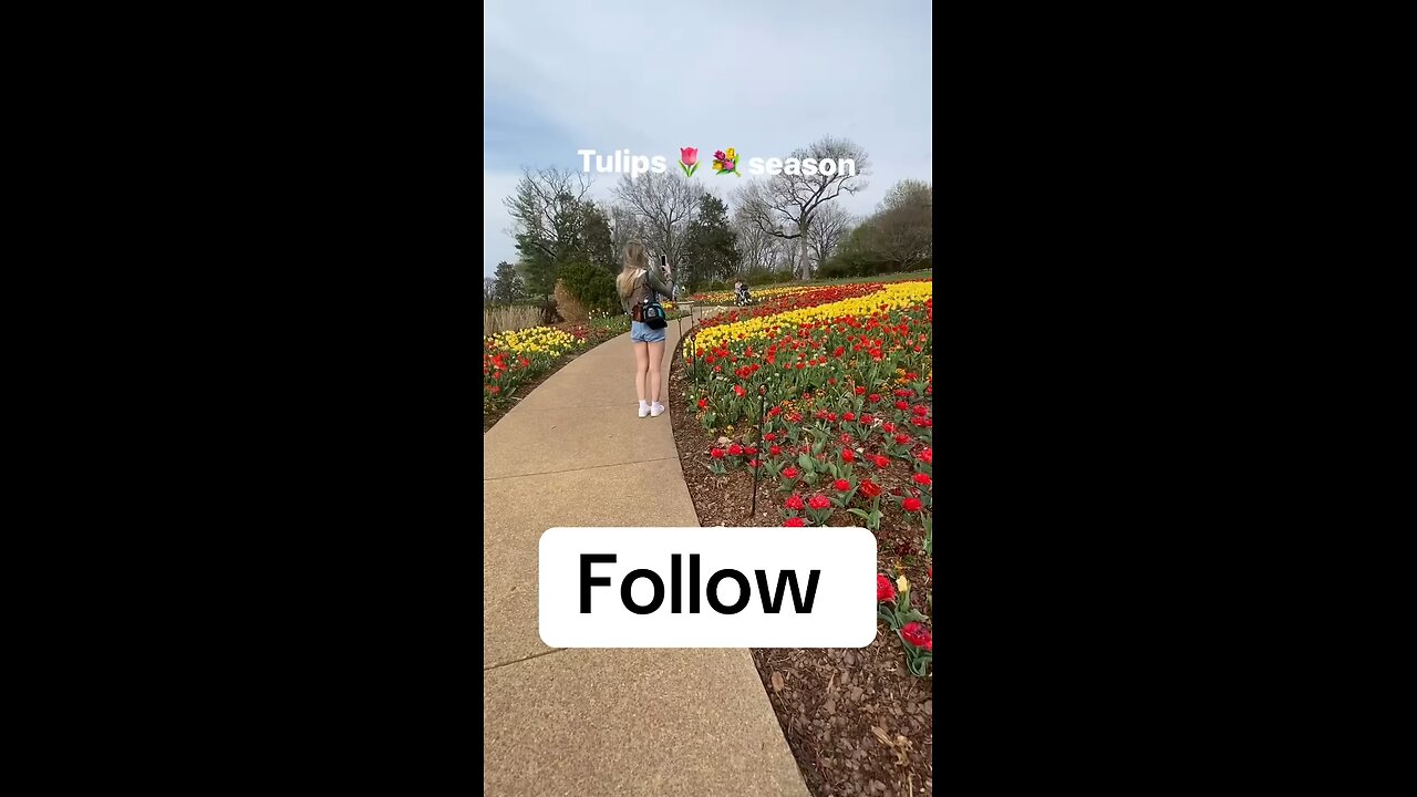 Tulips