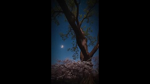 The Quran القران