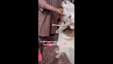 ram with four horns.........
