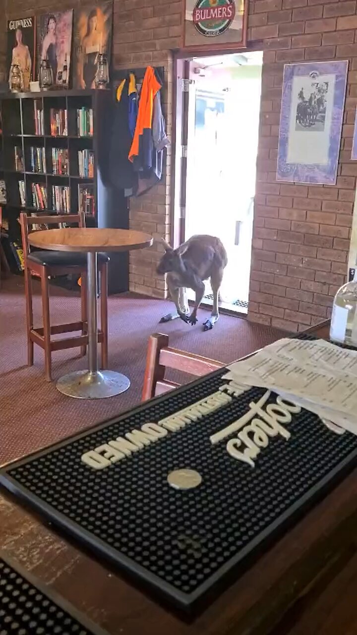 Kangaroo sneaking into pub only in Australia 🇦🇺