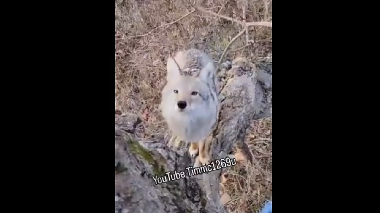 A DEER HUNTING BUDDY?!?🐺