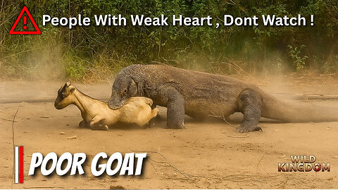 Komodo Dragon Attacks Goat | Nature’s Brutal Reality