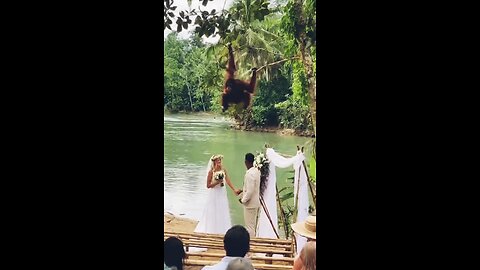 chimpanzee ki dulaniya gone saadi