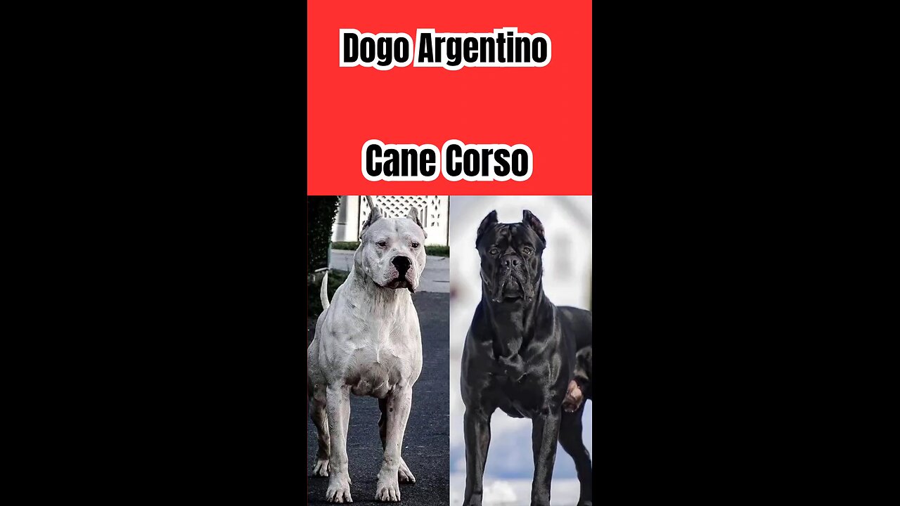 Dogo vs Cane Corso