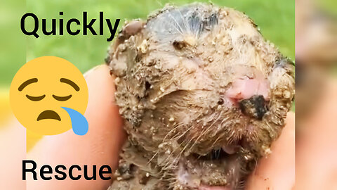"From Dirt to Hope: A Tiny Life Rescued from the Mud 🐾❤️"