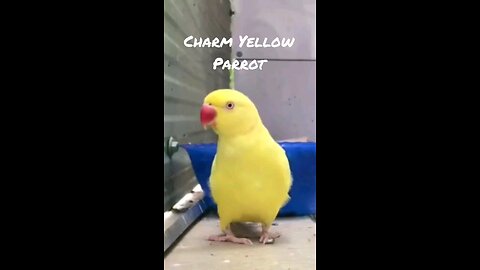 The Colorful Charm of Parrots: Nature's Living Rainbows!"