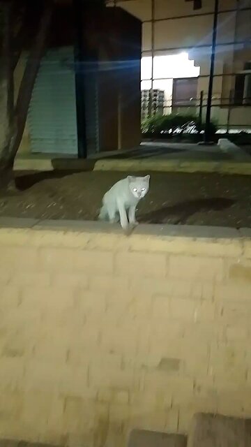 "Life is better with a cat by your side 🐱💖 #CatLover #FelineFriendship"