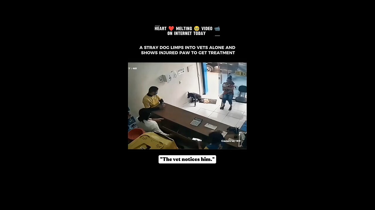 Stray Dog Enters Vet Clinic Alone and Asks for Help