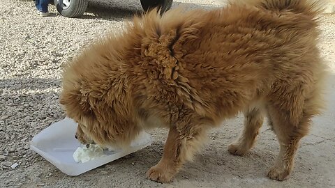 my dog in garden