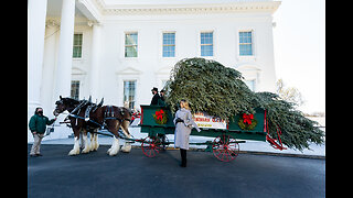 White House Christmas Tree Arrival