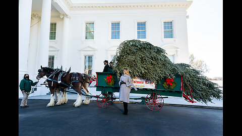 White House Christmas Tree Arrival