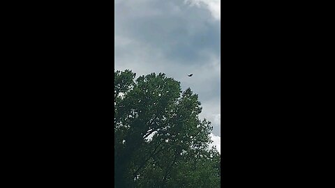 vulture flying over