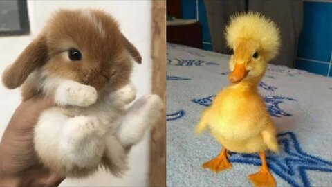 Cute Baby Animals Videos Compilation #14