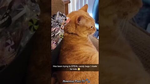 Funny animals 2024😂- Funniest Cats and Dogs Video😹🐶 #32