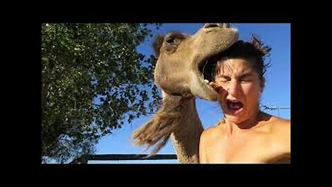 Funny animals #shorts #cats #animal #cute #funny #video #music #cat #dog #love #films #comedy #2025