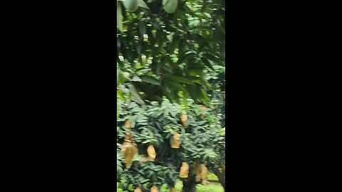Original Aam Ke Ped Aur Rangin Aam | Nature Ki Khoobsurti Original Mango Tree and Juicy Mangoes |