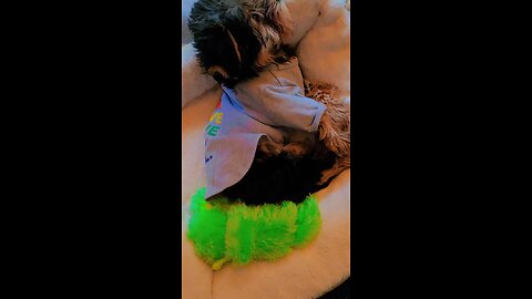 cute yorkie puppy
