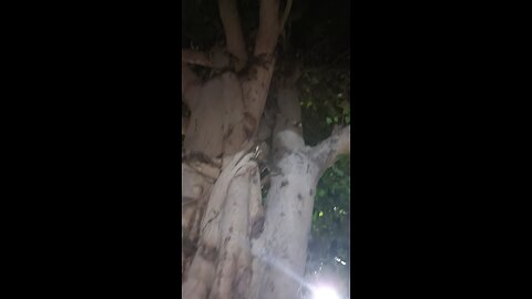 shiv puja