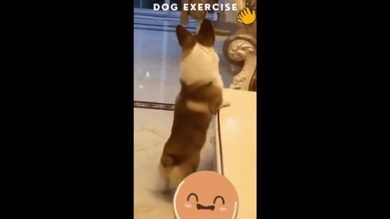 Dogs Trying to Speak Human – It’s Adorable