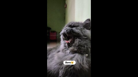 I'm a Lion 🦁 says my Cat