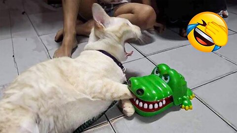 You Laugh You Lose😜Funniest Dogs and Cats