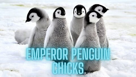 The Incredible Transformation of Emperor Penguin Chicks! | AMZG Animals