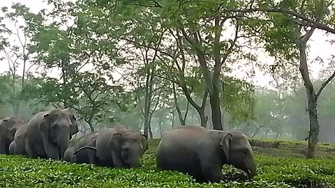 wild elephant came into the tea garden from India-Assam 🇮🇳