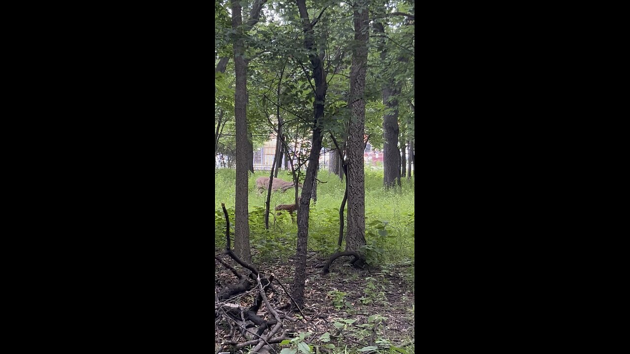 Bambi