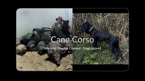 Life of the working Cane Corso - Dangerous Wild Boar Pest Removal