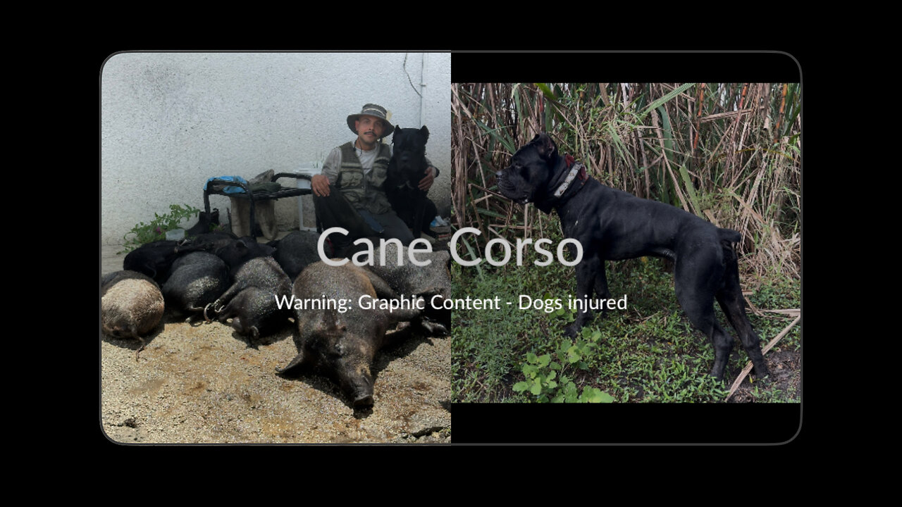 Life of the working Cane Corso - Dangerous Wild Boar Pest Removal