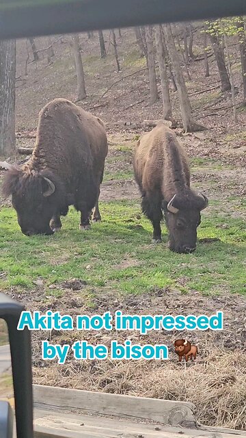 Akita unimpressed by bison