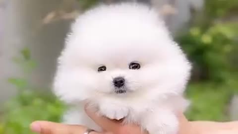 Perfect teacup Pomeranian #puppy #teacuppomeranian #pomeranian #pomeranianpuppy #pomeraniandog