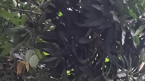 From Tree to Table: The Mango Harvest"