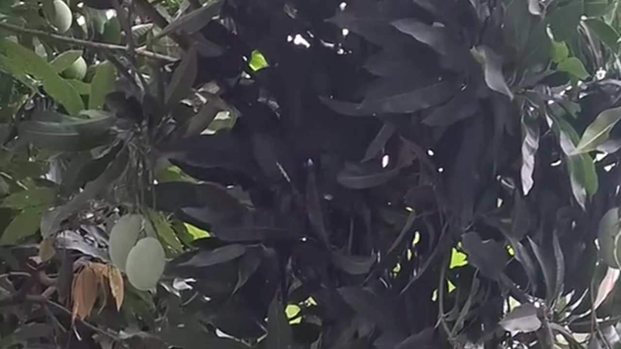 From Tree to Table: The Mango Harvest"