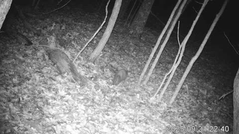 An Opossum