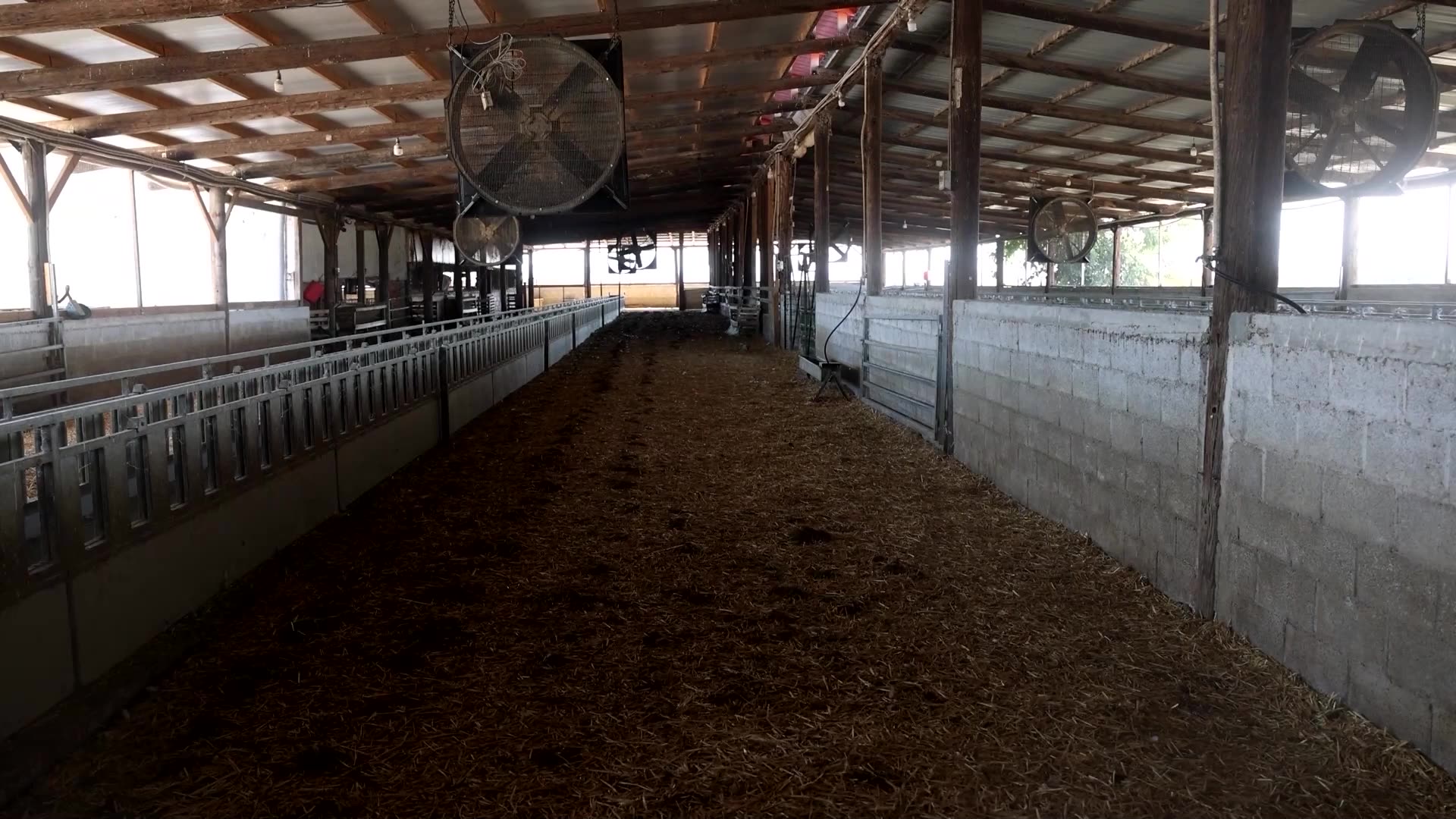 Sheep flocks culled across Greece as sheeppox rips through herds