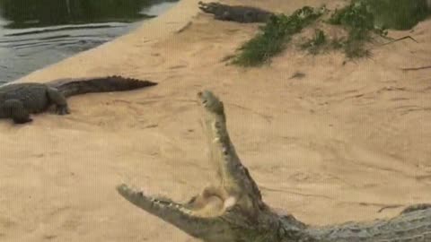 Crocodile is afraid of shovel