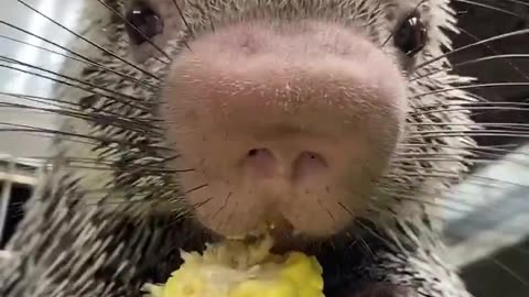 Happy National Corn Day from Rico the porcupine!! 🌽