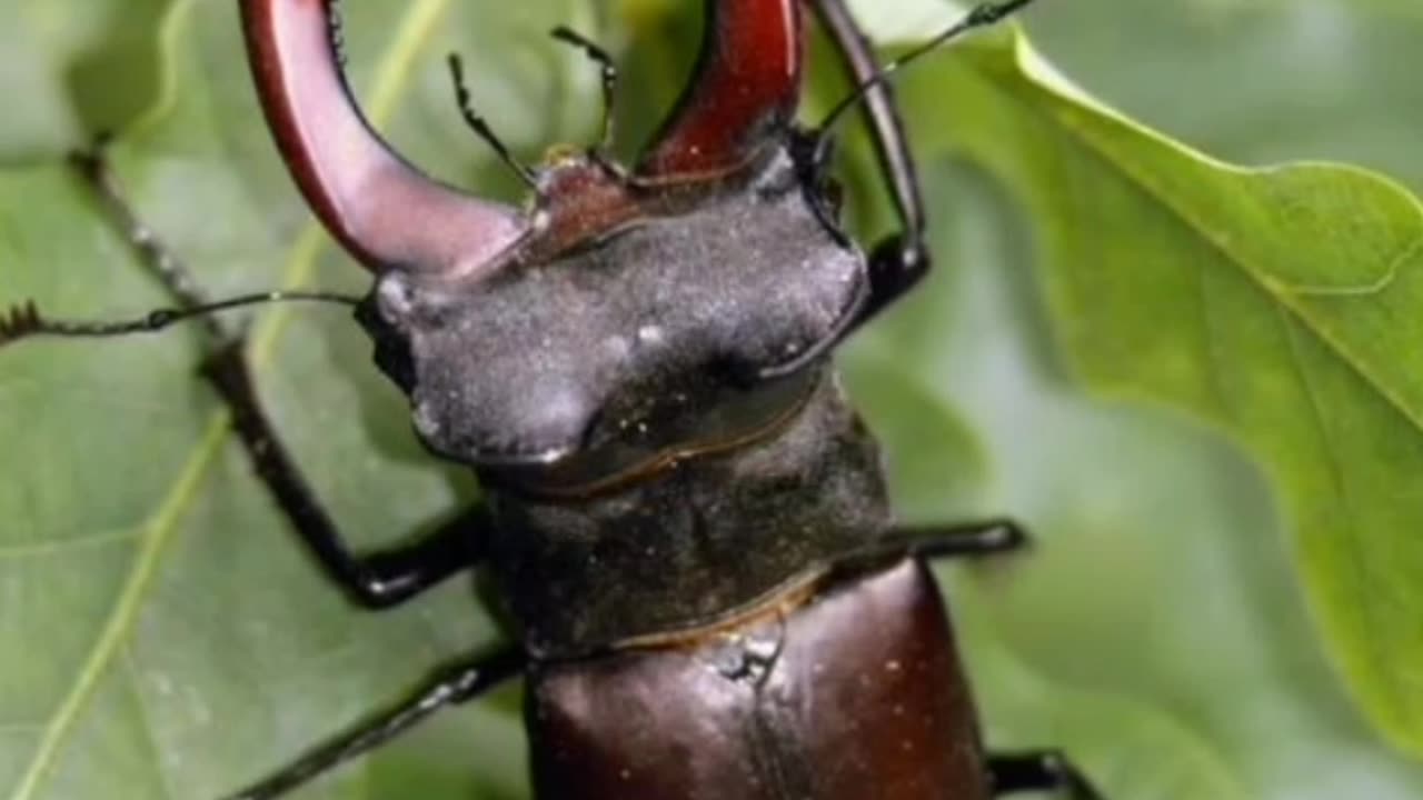 Stag beetle