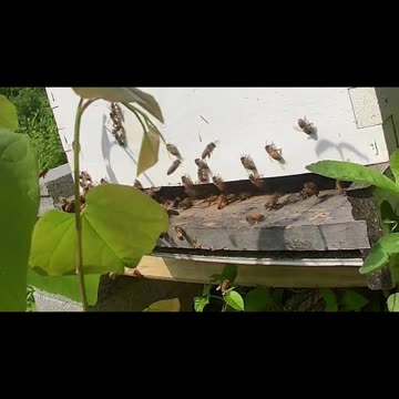 Tuesday Morning long cut