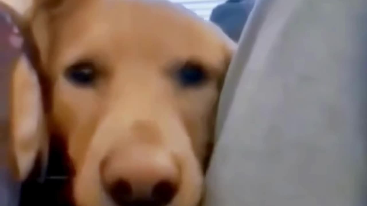 FUNNY ANIMAL COMPILATIONS - PART 40