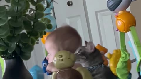 Cat Joins Baby on the Bouncer