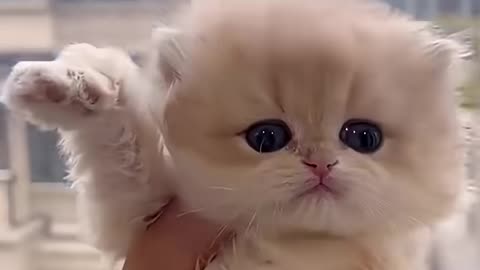 Shorts - Cute and Funny Kittens😺🤣