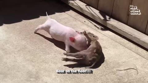 World’s Funniest Pets 🤣 _ Best Pet Videos 2025