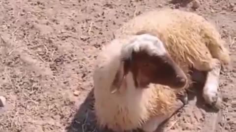 😱🐑 Poor Sheep! | FunFM