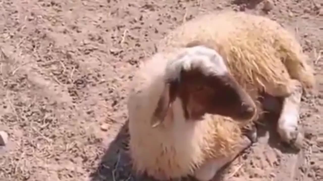😱🐑 Poor Sheep! | FunFM