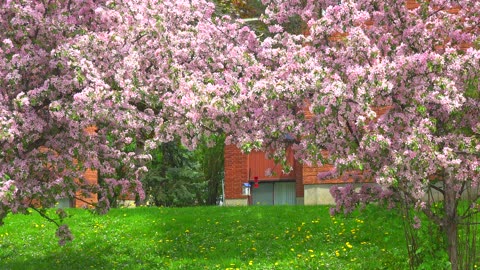 Apple Blossoms