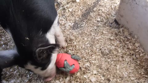 First taste of peanut butter.