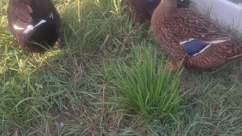 First duck eggs